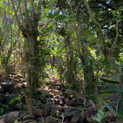 Vaniljestnger - Polynesisk Vanilje