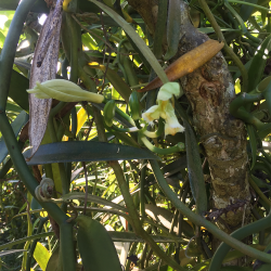 Vaniljestnger - Polynesisk Vanilje