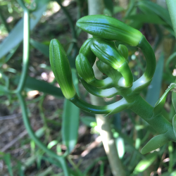 Vaniljestnger - Polynesisk Vanilje