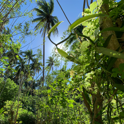 Vaniljestnger - Polynesisk Vanilje