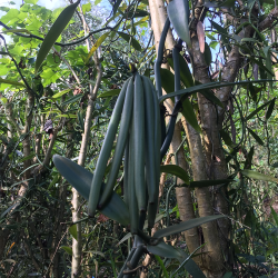 Vaniljestnger - Polynesisk Vanilje