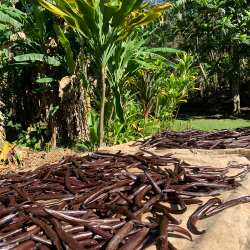 Vaniljestnger - Polynesisk Vanilje